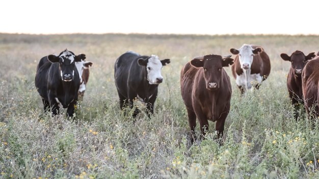 Vacas de produção de carne argentinas alimentadas com grama natural