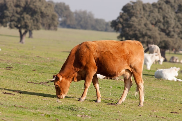 Vacas de vaca pastando nas pastagens da extremadura