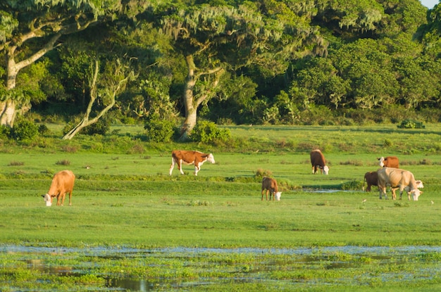 Foto vacas dentro de la estación ecológica de taim ganado en el pasto