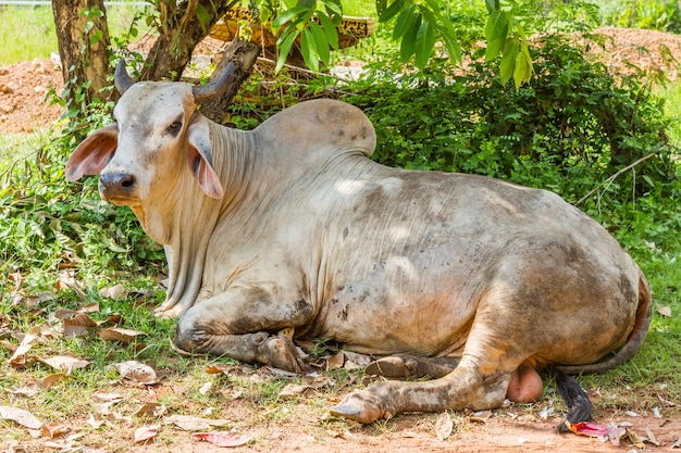 Vacas descansando bajo el árbol y un montón de volar en la cara