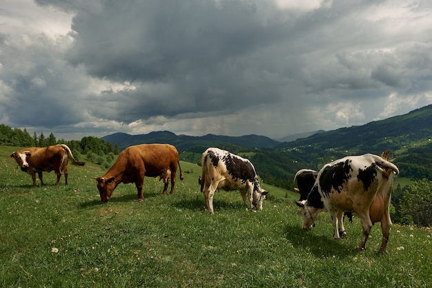 Las vacas en un día soleado de verano pastan en un prado verde en lo alto de las montañas.