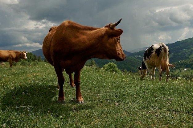 Las vacas en un día soleado de verano pastan en un prado verde en lo alto de las montañas.