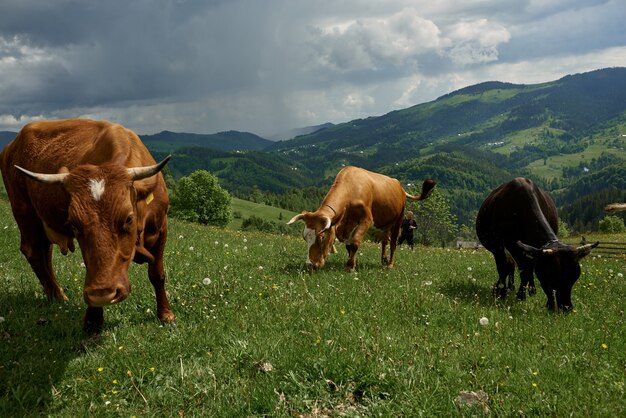 Las vacas en un día soleado de verano pastan en un prado verde en lo alto de las montañas.