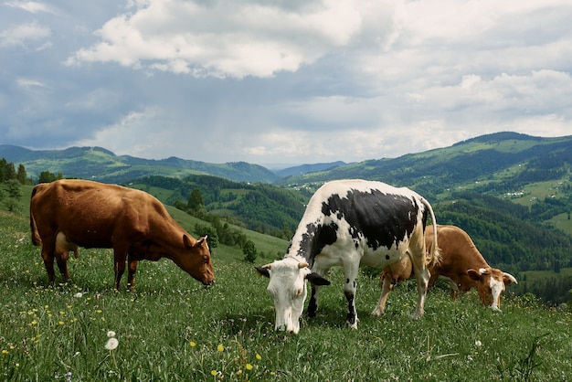 Las vacas en un día soleado de verano pastan en un prado verde en lo alto de las montañas.