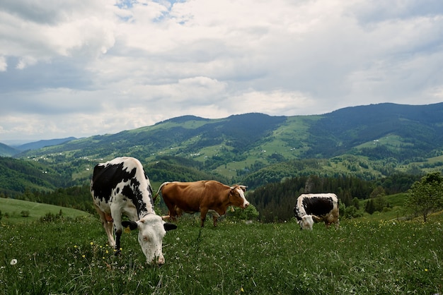 Las vacas en un día soleado de verano pastan en un prado verde en lo alto de las montañas.