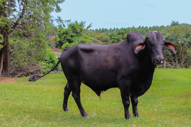 Vacas de diferentes razas en un campo de hierba en un día soleado y nubes brillantes en una granja en Brasil.