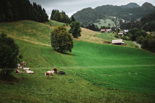 Vacas disfrutando de la hierba en los Alpes