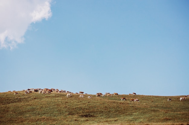 Vacas disfrutando tranquilamente de la fresca hierba veraniega del prado.