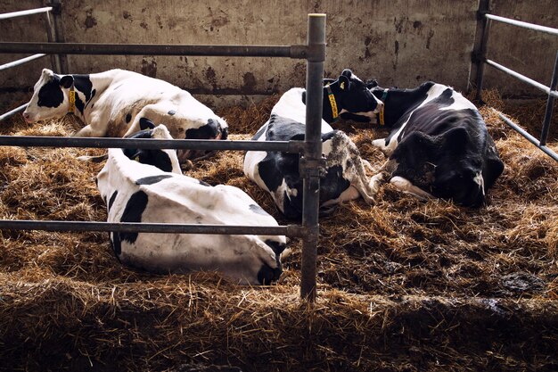 Vacas dormindo e deitadas no estábulo na fazenda de gado leiteiro.