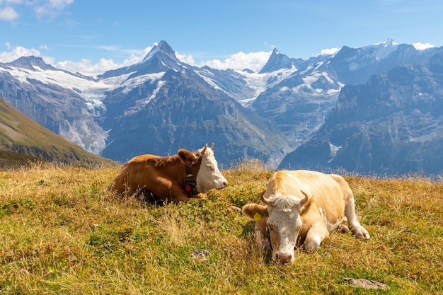 Foto vacas durmiendo en un campo suizo en schynige platte, cerca de grindelwald, en suiza