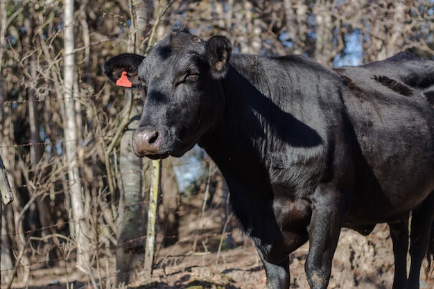 Vacas e bezerros Brangus no interior da Argentina