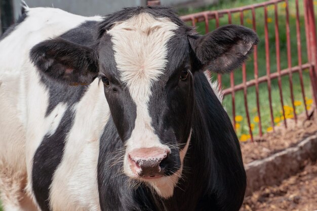 Vacas e bezerros na fazenda ou no piquete Produção de leite ou carne bovina moderna pecuária Os rostos das vacas fecham