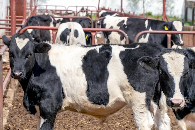 Vacas e bezerros na fazenda ou no piquete Produção de leite ou carne bovina moderna pecuária Os rostos das vacas fecham
