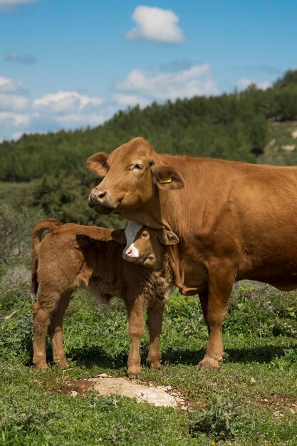 Foto vacas e bezerros pastam em um prado verde em israel