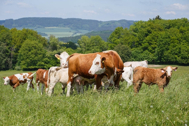 Vacas e bezerros pastando em um prado de primavera em dia ensolarado