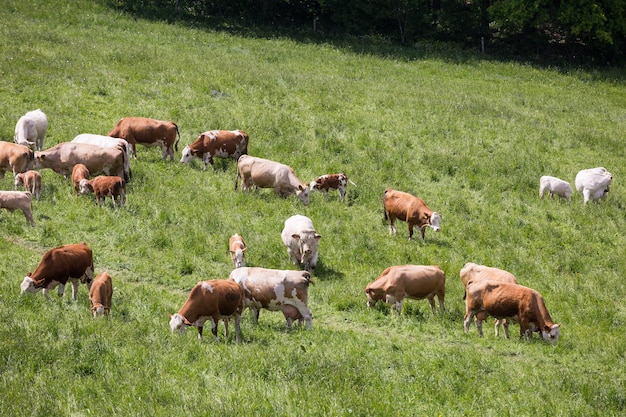 Vacas e bezerros pastando em um prado de primavera em dia ensolarado