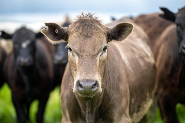 Vacas e gado comendo grama em uma fazenda alimentada com pastagem de carne bovina