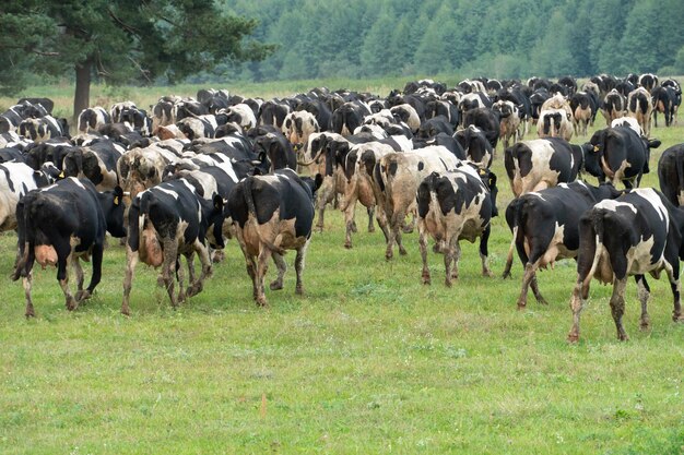 Vacas e gado pastando em um prado verde claro perto da floresta Criação de animais ecologicamente correta Fazenda para a produção de carne e leite Um rebanho de vacas em um campo