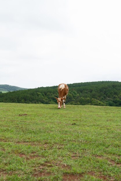 Vacas e pastagens em Yunnan China