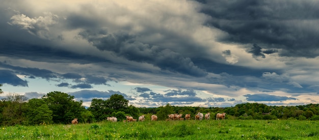 Vacas e um céu nublado ameaçador. nuvens ameaçadoras acima da paisagem