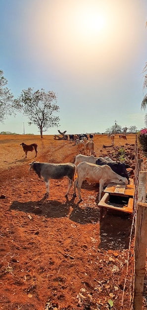 Vacas em casa de vacas comendo feno ao pôr do sol. Grupo de vacas comendo pasto na fazenda, espaço para texto