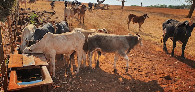 Vacas em casa de vacas comendo feno ao pôr do sol. Grupo de vacas comendo pasto na fazenda, espaço para texto