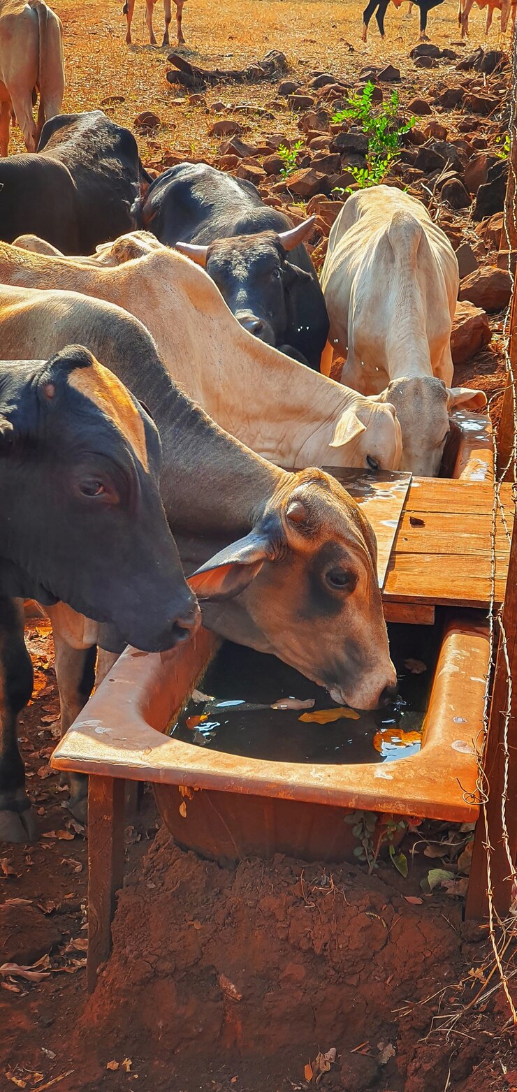 Foto vacas em casa de vacas comendo feno ao pôr do sol. grupo de vacas comendo pasto na fazenda, espaço para texto
