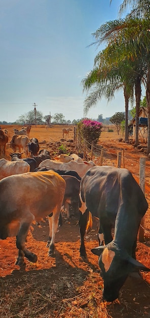 Vacas em casa de vacas comendo feno ao pôr do sol. Grupo de vacas comendo pasto na fazenda, espaço para texto