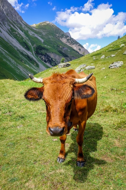 Vacas em pastagem alpina, Pralognan la Vanoise, Alpes Franceses