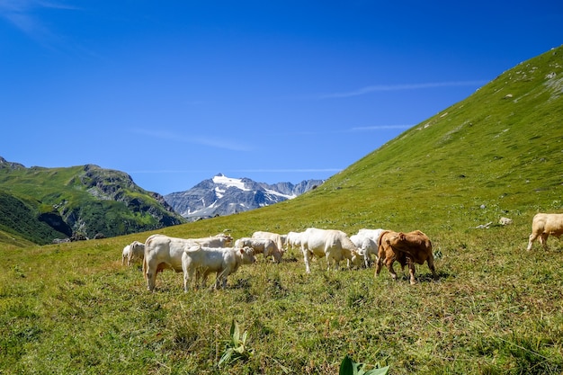 Vacas em pastagem alpina, Pralognan la Vanoise, Alpes Franceses