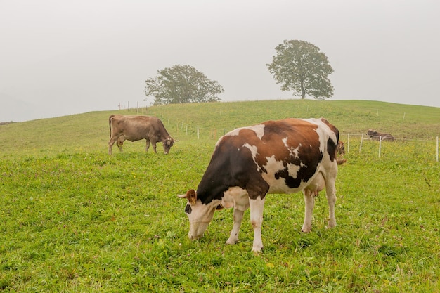 Vacas em pastoreio