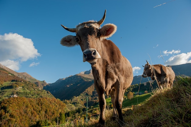 Vacas em pastoreio