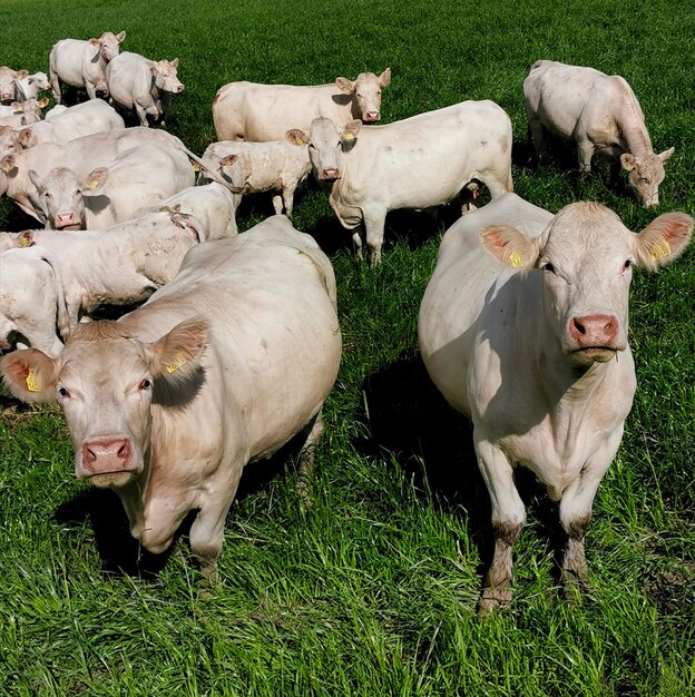 Foto vacas em pé no campo