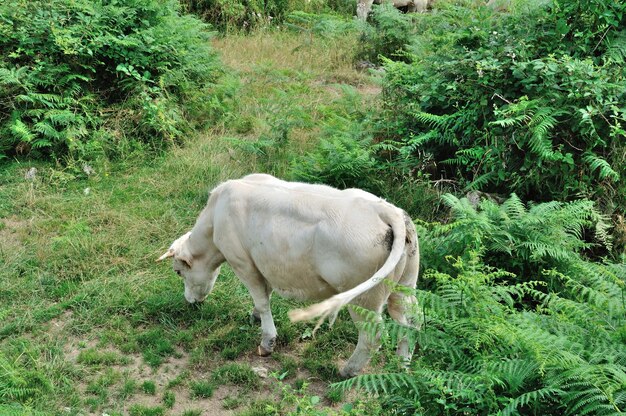 Vacas em prados