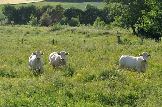 Vacas em prados