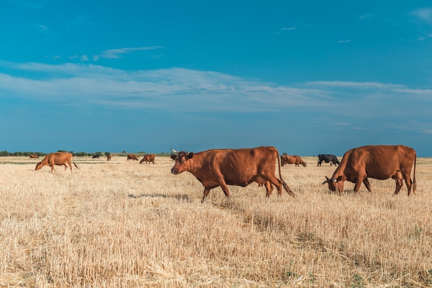 Vacas em um campo amarelo e no céu azul.