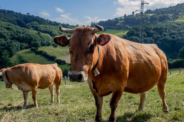 Vacas em um campo com colinas ao fundo