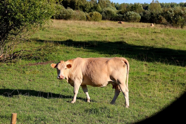Vacas em um campo de fazenda pastam