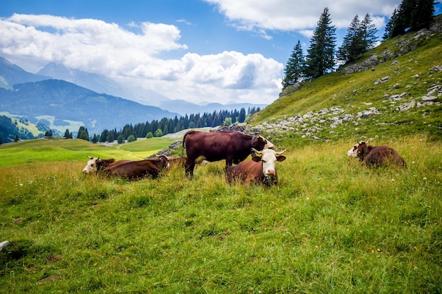 Vacas em um campo de montanha. The Grand-Bornand, Haute-Savoie, França