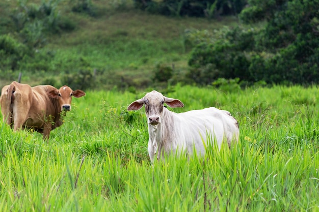 Vacas em um campo grama verde olhando para o foco seletivo da câmera