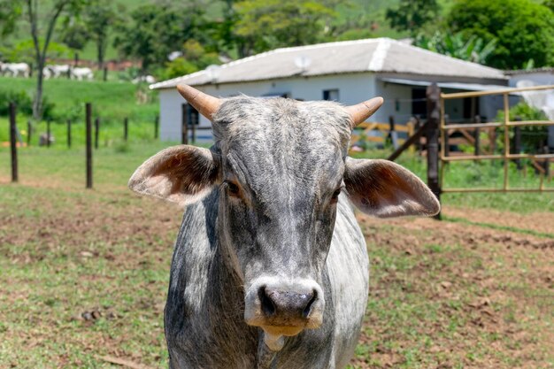 Vacas em um campo pastando Foco seletivo