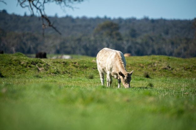 Vacas em um campo pastando na Austrália