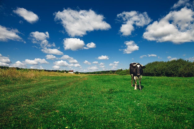 Vacas em um campo verde e no céu azul.