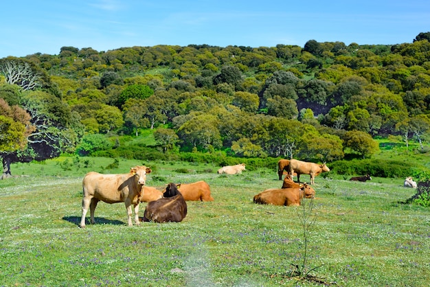 Vacas em um campo verde na primavera