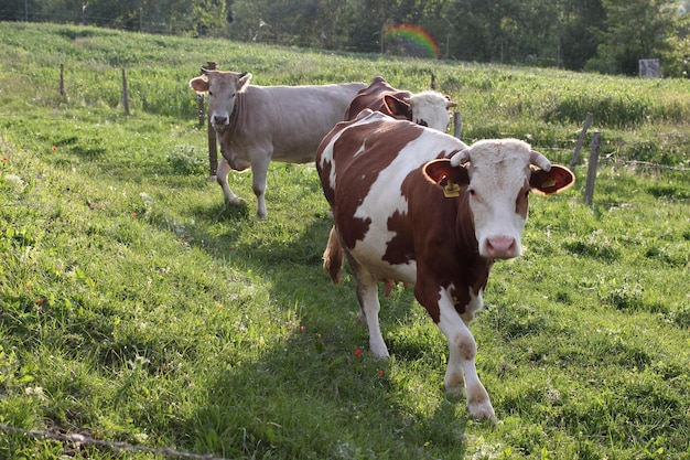 Vacas em um campo verde