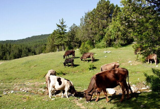 Vacas em um campo verde