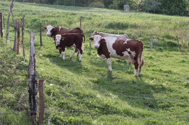 Vacas em um campo verde