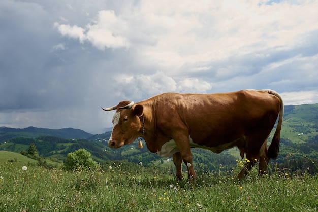 Vacas em um dia ensolarado de verão pastam em um prado verde no alto das montanhas.