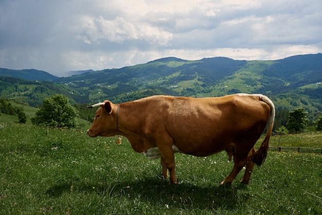 Vacas em um dia ensolarado de verão pastam em um prado verde no alto das montanhas.