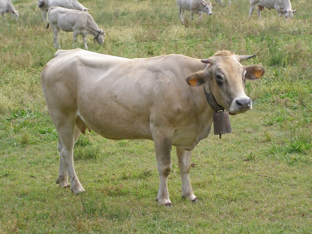 Vacas em um pasto